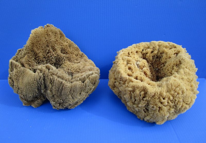 8 to 10 inches Large Assorted Natural Sun Dried Sea Sponges, Unbleached