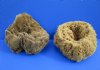 8 to 10 inches Large Assorted Natural Sun Dried Sea Sponges, Unbleached - Pack of 1 @ $12.00 each; Pack of 2 @ $10.80 each; 