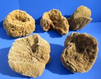 8 to 10 inches Large Assorted Natural Sun Dried Sea Sponges, Unbleached - Pack of 1 @ $12.00 each; Pack of 2 @ $10.80 each; 