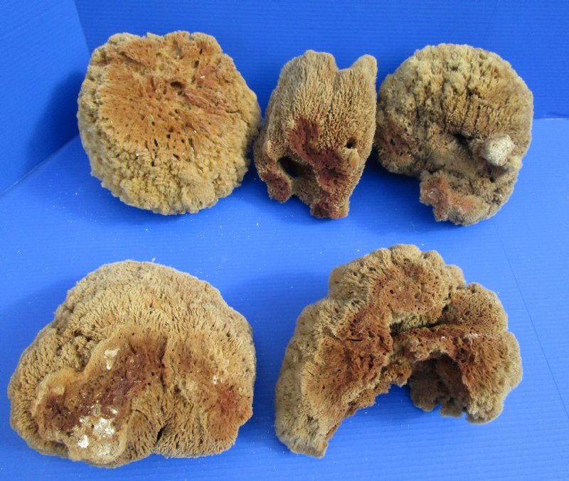 Large Natural Sea Sponges, Craft Supply, Free Ship, SP-1 