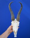 African Springbok Skull and Horns for Sale - Pack of 1 @ $64.99 each