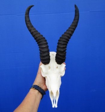 Male Springbok Skull and Horns <font color=red>Wholesale</font>  - 2 @ $55.00. each; 5 @ $50.00 each