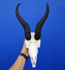 Male Springbok Skull and Horns <font color=red>Wholesale</font>  - 2 @ $55.00. each; 5 @ $50.00 each