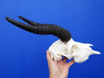 Male Springbok Skull and Horns - $64.99 each