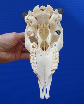 Male Springbok Skull and Horns <font color=red>Wholesale</font>  - 2 @ $55.00. each; 5 @ $50.00 each