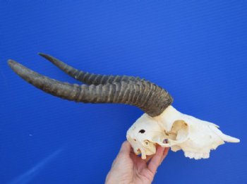 Male Springbok Skull and Horns - $64.99 each