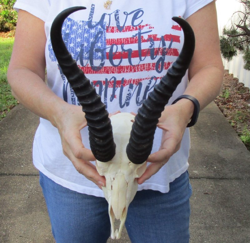 Wholesale Springbok Skull and Horns for Sale at Worldwide Wildlife Products