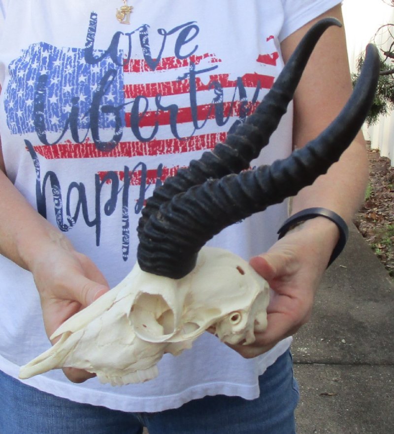 Wholesale Springbok Skull and Horns for Sale at Worldwide Wildlife Products