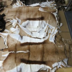 Springbok Skin, Springbok Hide for Sale, Grade B - $64.99 each