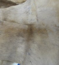 Springbok Skin, Springbok Hide for Sale, Grade B - $64.99 each