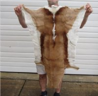 Springbok Skin, Springbok Hide for Sale, Grade B - $64.99 each