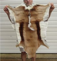 Springbok Skin, Springbok Hide for Sale, Grade B - $64.99 each