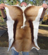 Springbok Skin, Springbok Hide for Sale, Grade B - $64.99 each