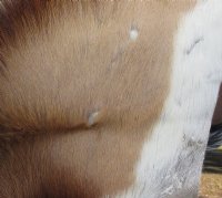 Springbok Skin, Springbok Hide for Sale, Grade B - $64.99 each