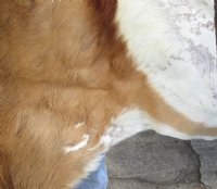 Springbok Skin, Springbok Hide for Sale, Grade B - $64.99 each