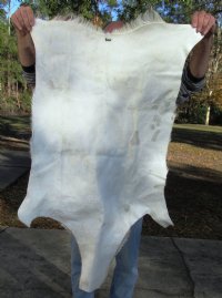 Springbok Skin, Springbok Hide for Sale, Grade B - $64.99 each