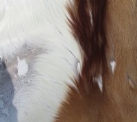Springbok Skin, Springbok Hide for Sale, Grade B - $64.99 each