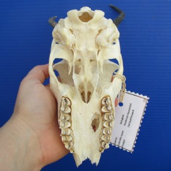 Grade B Damaged Female Springbok Skulls with Horns 4-1/2 to 7 inches long <font color=red> Wholesale</font> - 3 @ $32 each; 5 @ $29 each