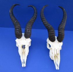 Male Springbok Skulls and Horns Wholesale <font color=red> Discount Grade B</font> (with some damage) - 2 @ $44.00 each; 5 @ $39.00 each