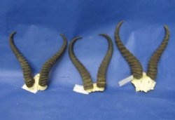 Male Springbok Skull Plate with Horns 8 to 10 inches <font color=red> Wholesale</font> - 20 @ $17.50 each (Delivery Signature Required)