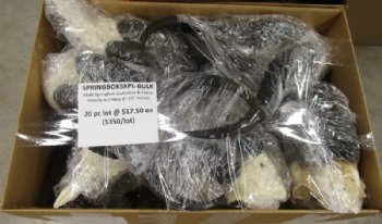 Male Springbok Skull Plate with Horns 8 to 10 inches <font color=red> Wholesale</font> - 20 @ $17.50 each (Delivery Signature Required)