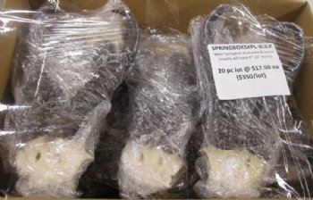 Male Springbok Skull Plate with Horns 8 to 10 inches <font color=red> Wholesale</font> - 20 @ $17.50 each (Delivery Signature Required)