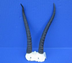 Female Springbok Skull Plates with Horns 4-1/2 to 7 inches for $22.40 each