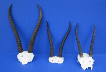 Female Springbok Skull Plates with Horns 4-1/2 to 7 inches <font color=red> Wholesale</font> - 5 @ $20 each