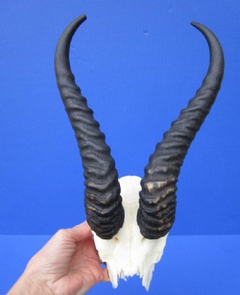 Male Springbok Skull Plate with Horns 9 to 13 inches for $36.80 each