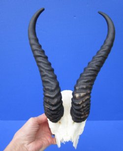 Male Springbok Skull Plate with Horns 9 to 13 inches for $36.80 each