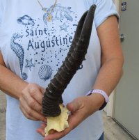 Male Springbok Skull Plate with Horns 9 to 13 inches for $36.80 each