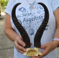 Male Springbok Skull Plate with Horns 9 to 13 inches <font color=red> Wholesale</font> - 4 @ $26.00 each; 6 @ $23.00 each