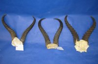 Male Springbok Skull Plate with Horns 9 to 13 inches <font color=red> Wholesale</font> - 4 @ $26.00 each; 6 @ $23.00 each
