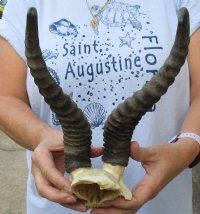 Male Springbok Skull Plate with Horns 9 to 13 inches <font color=red> Wholesale</font> - 4 @ $26.00 each; 6 @ $23.00 each
