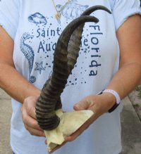 Male Springbok Skull Plate with Horns 9 to 13 inches <font color=red> Wholesale</font> - 4 @ $26.00 each; 6 @ $23.00 each