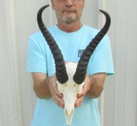 Springbok Skulls