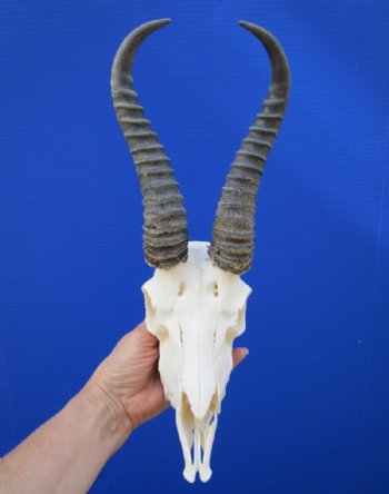 Male Springbok Skull and Horns <font color=red>Wholesale</font>  - 2 @ $55.00. each; 5 @ $50.00 each