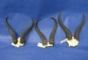 9 to 13 inches Wholesale Male Springbok Horns on Skull Plate,  Cap, - 4 @ $26.00 each;  6 @  $23.00 each