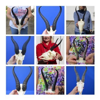 Springbok Skulls