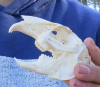 Hare Skulls