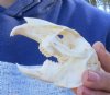 Hare Skulls