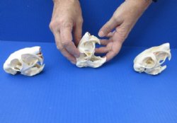 African Spring Hare Skull - $43.99 (Plus $7.50 First Class Mail)