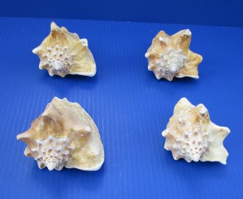 Milk Conch Shells 3-1/2 to 4-1/2 inches, Macrostrombus Costatus - 18 @ $2.70 each
