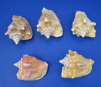 Milk Conch Shells 4-1/2 to 5-1/2 inches, Macrostrombus Costatus - 12 @ $3.70 each
