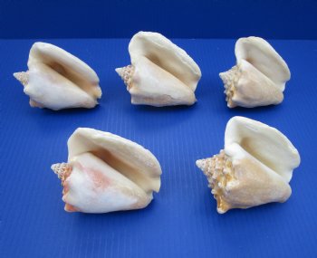 Milk Conch Shells 4-1/2 to 5-1/2 inches, Macrostrombus Costatus - 12 @ $3.70 each