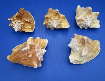 Milk Conch Shells 5-1/2 to 6 inches, Macrostrombus Costatus - 12 @ $4.20 each
