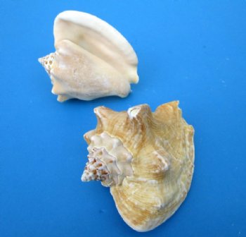Milk Conch Shells 3-1/2 to 4-1/2 inches, Macrostrombus Costatus - 18 @ $2.70 each