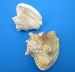 Milk Conch Shells 3...