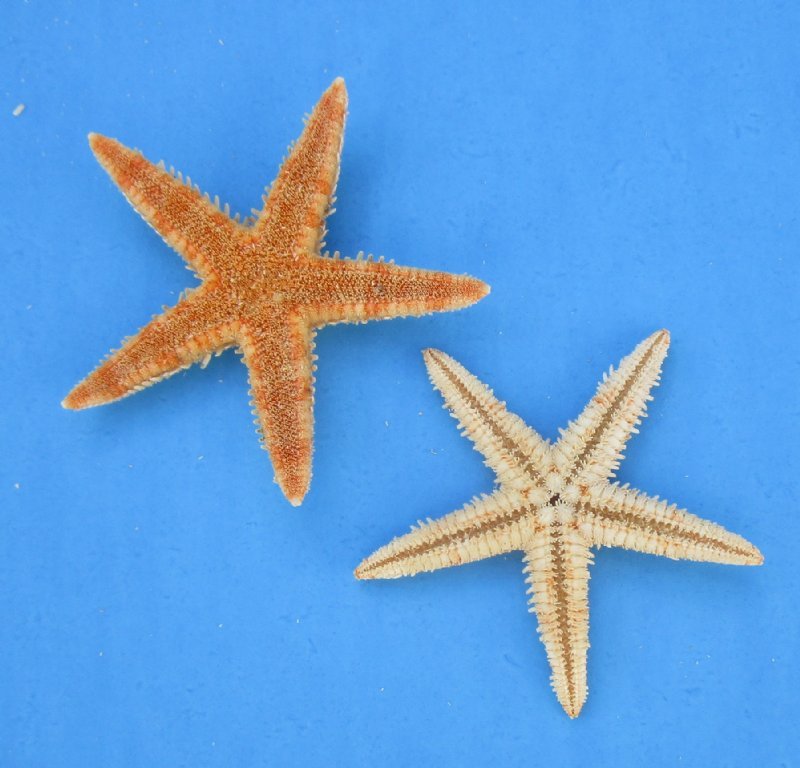 3 to 3-1/2 inches Sun Dried Flat Tan Starfish for Crafts in Bulk