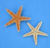 3 to 3-1/2 inches <font color=red>Wholesale </font> Large Flat Starfish in Bulk for Crafts, Sun Dried and Orangey Tan in Color - Case of 2000 @ .07 each